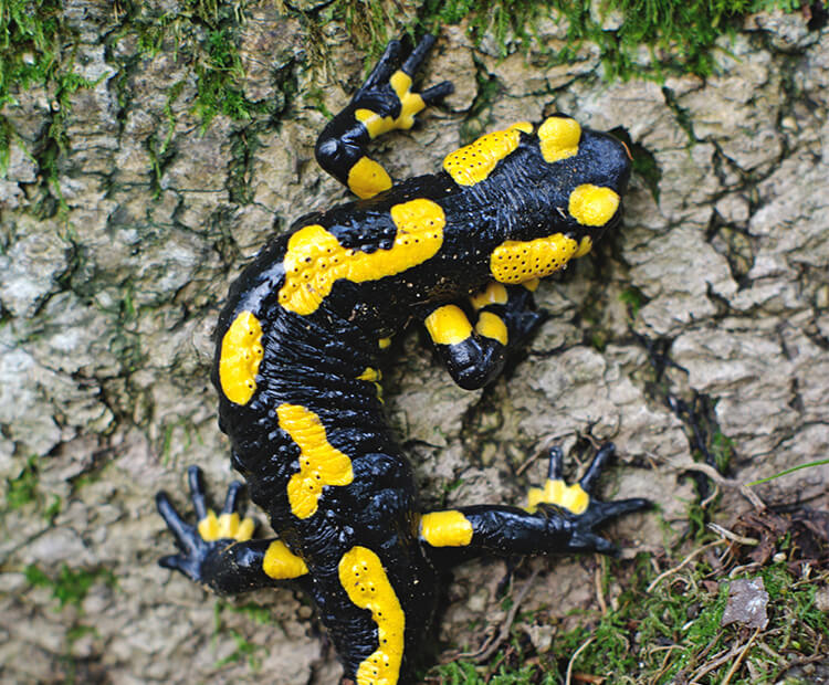 Fire Salamander | NatureRules1 Wiki | Fandom Fire Salamander | NatureRules1 Wiki | Fandom