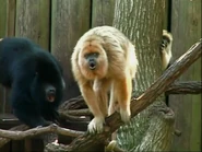 Katrina's Animal Rescue (2005)
