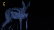 Mother Warthog (2009)