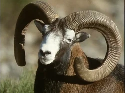 Mouflon | NatureRules1 Wiki | Fandom