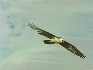 The Living Planet (1984)