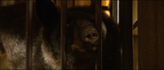 Two Brothers (2004)