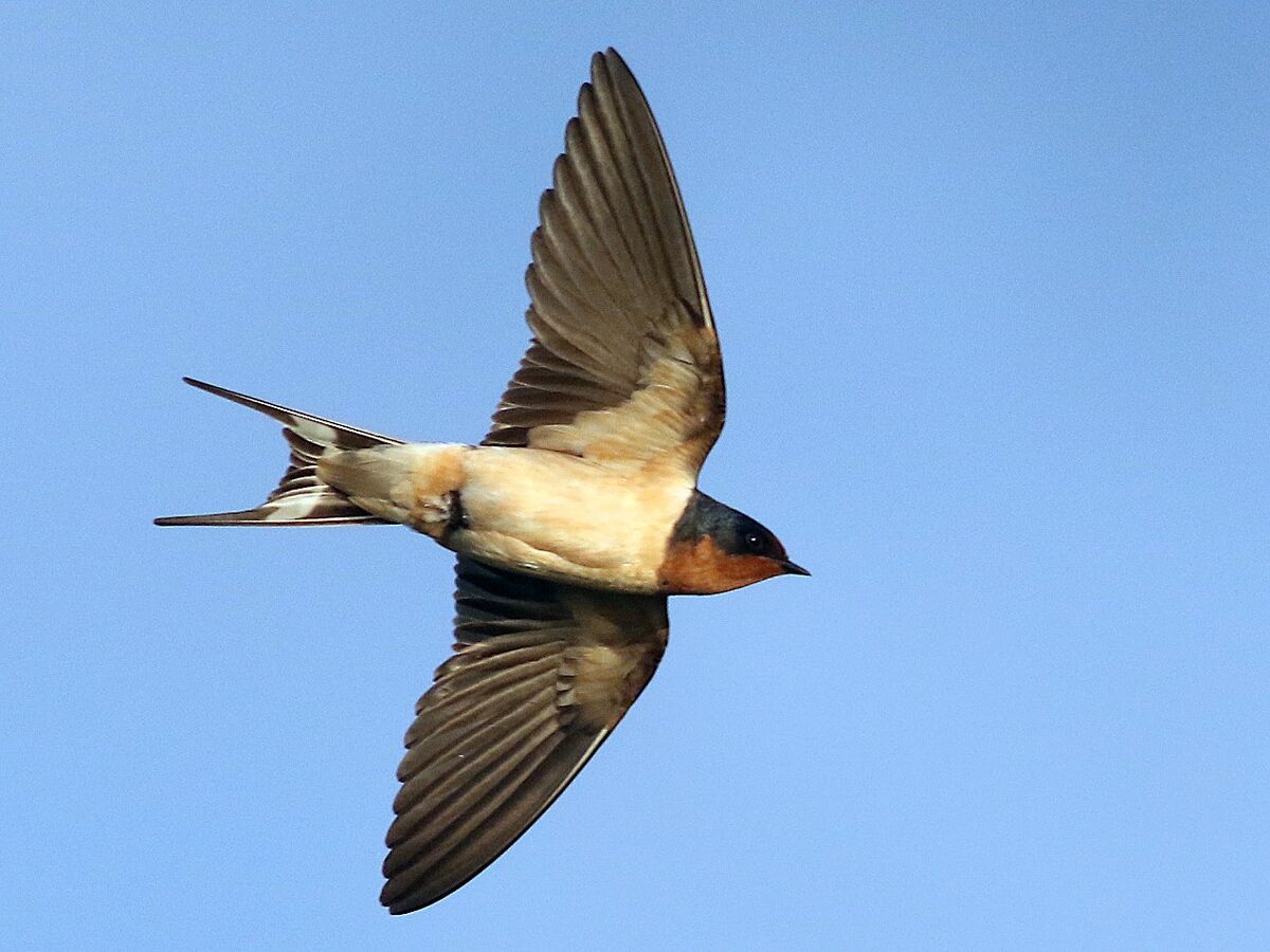 Barn Swallow NatureRules1 Wiki Fandom