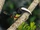 Black-necked Aracari