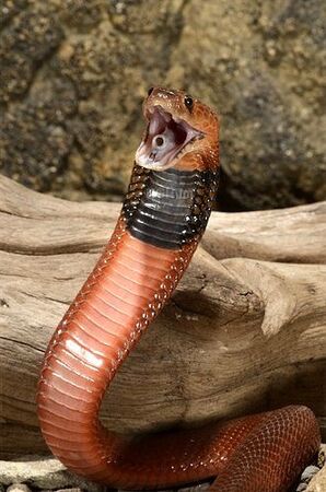 red spitting cobra