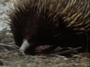 Life on Earth (1979)