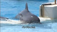 NHK An Aquarium Okinawa Churaumi Aquarium (2007)