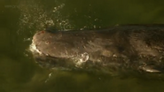 Ocean Giants (2011)