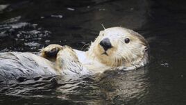 Seaotter