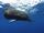Sperm Whale
