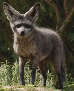 Fox antelope, Avatar Wiki, Fandom