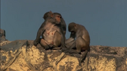 Wild Asia (2002)