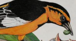 Oriole de Baltimore — Wikipédia