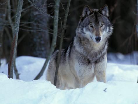 Northwestern wolf - Wikipedia