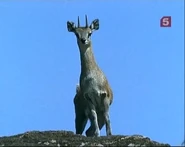 Flying Hooves, Fleeting Shadows (1999)