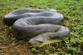 Green-anaconda