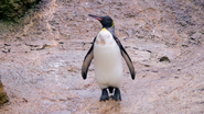 Ingenious Animals (2016)