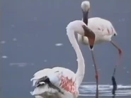 Kratts' Creatures (1996)