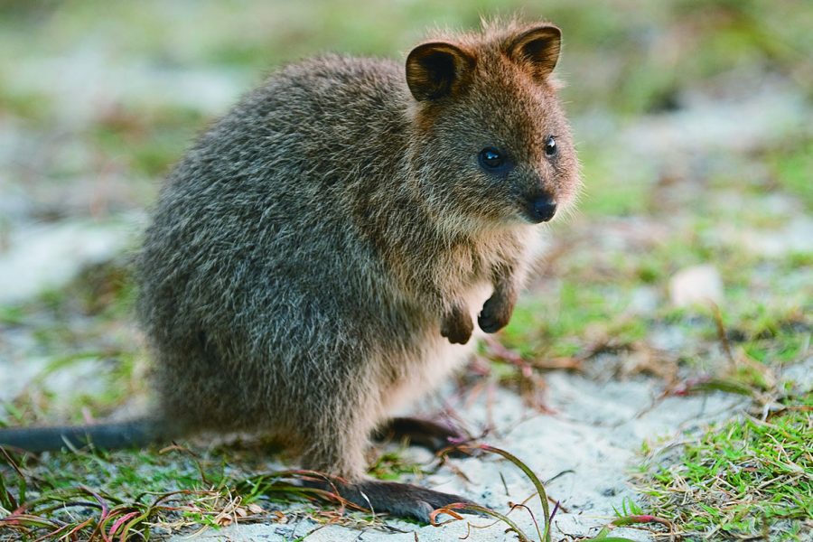 Info - Quokka