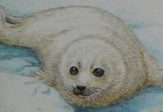 Pocket World Wildlife Alert Harp Seal