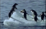 Seals: Invaders of the Sea (2001)
