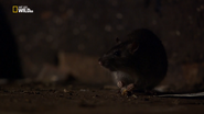 Urban Jungle (2014)