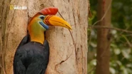 Wildest Islands of Indonesia (2016)