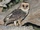 Australian Masked Owl