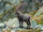 Alpine Ibex