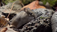 America's National Parks (2011)