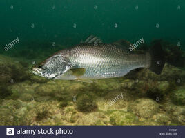 Barramundi-or-asian-sea-bass-lates-calcarifer-sea-form-swimming-its-an-icon-of-western-australias-kimberley-region-prized-by-recreational-PJ739F