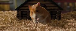 Campbell's Dwarf Hamster, NatureRules1 Wiki