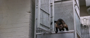 IQ (1994)