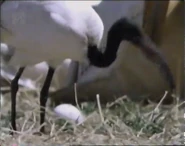 Pelican Flyway (1990)