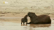 Wild Peru (2018)