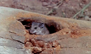 Yellowstone Cubs (1963)