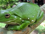 White's Tree Frog