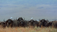 Amazing Journeys (1999)