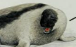 Animal Life Cycles Harp Seal