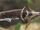 Peters' Elephantnose Fish
