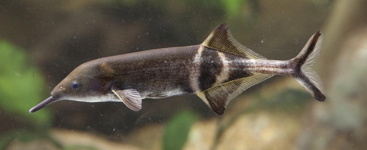 Fish Profile: Peters' Elephantnose Fish.