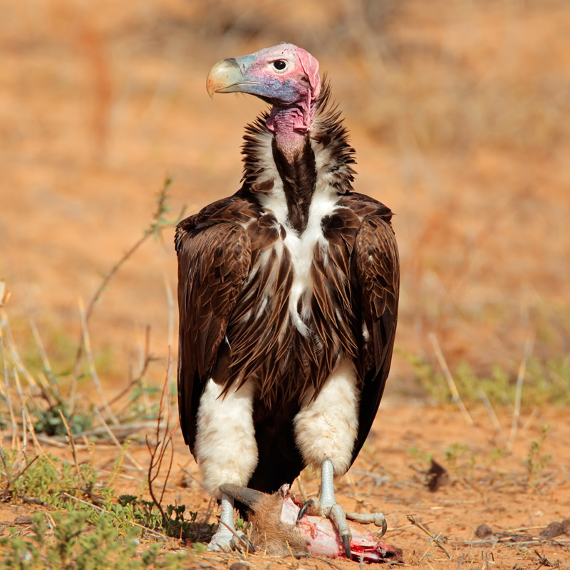 lappet faced vulture