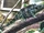 Meller's Chameleon