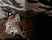 Savage Sam (1963)