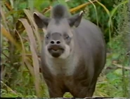 Spirits of the Rainforest (1993)