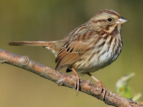 Song Sparrow | NatureRules1 Wiki | Fandom