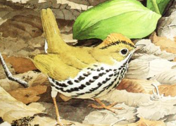 Ovenbird - Wikipedia