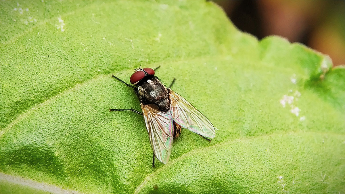 Housefly NatureRules1 Wiki Fandom
