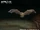 Lesser Bulldog Bat