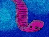 Odontogriphus